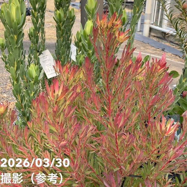 お買い得 現品お届け】リューカデンドロン ゾーイ 7号｜花木10-TU