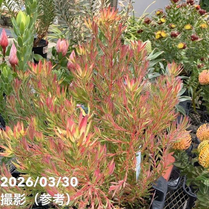 お買い得 現品お届け】リューカデンドロン ゾーイ 7号｜花木10-TU