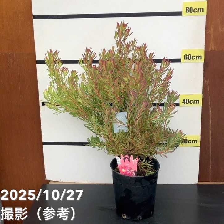 現品お届け】リューカデンドロン ゾーイ 7号｜花木10-TU | 花木・庭木