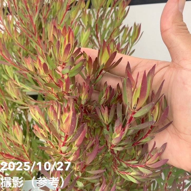 現品お届け】リューカデンドロン ゾーイ 7号｜花木10-TU | 花木・庭木