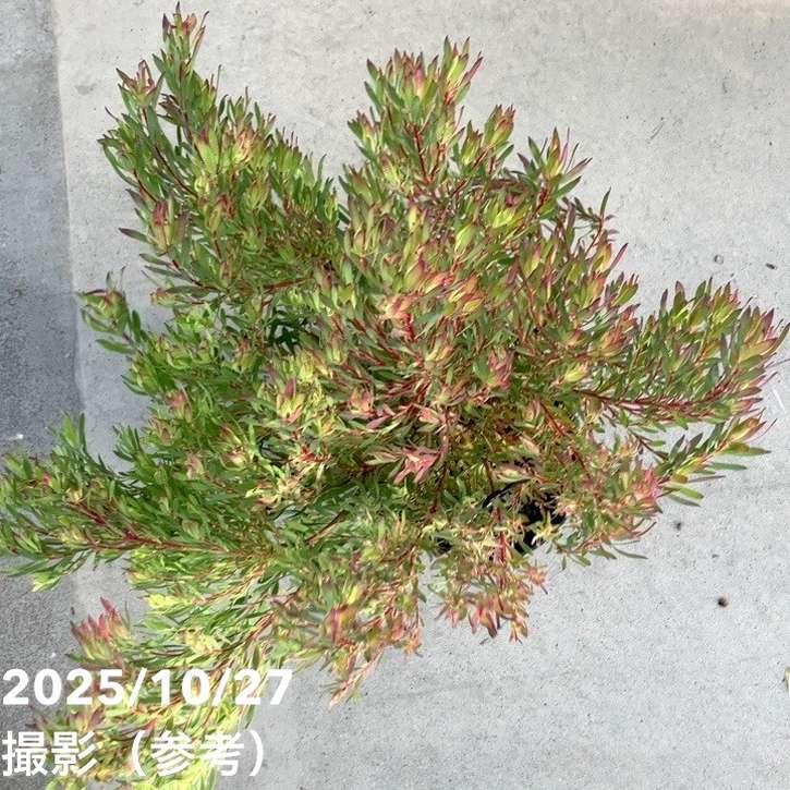 現品お届け】リューカデンドロン ゾーイ 7号｜花木10-TU | 花木・庭木