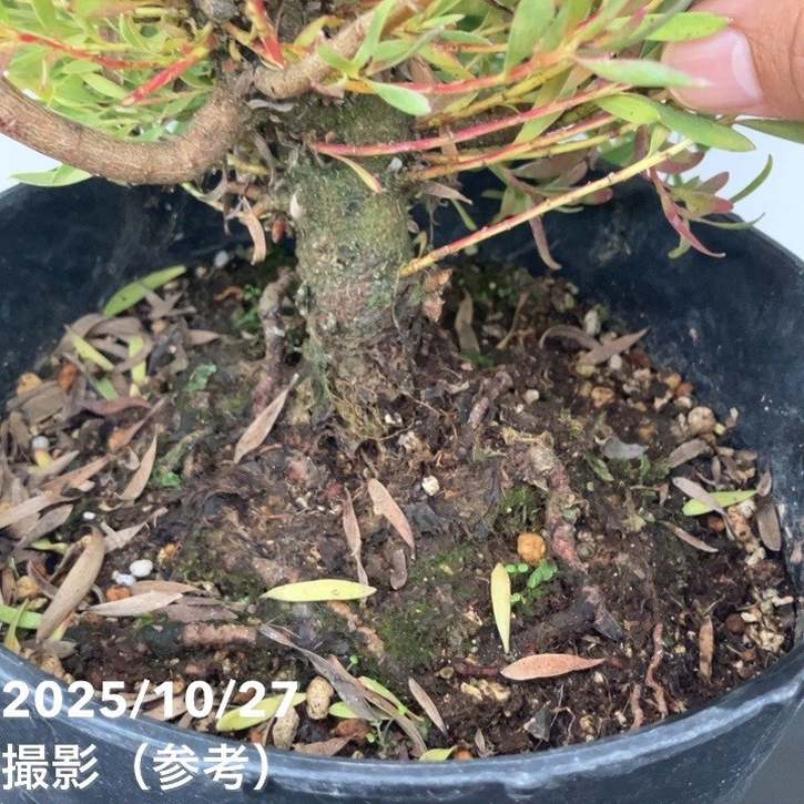 現品お届け】リューカデンドロン ゾーイ 7号｜花木10-TU | 花木・庭木