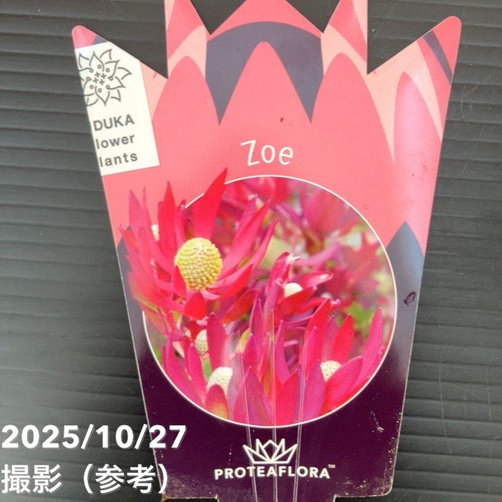 現品お届け】リューカデンドロン ゾーイ 7号｜花木10-TU | 花木・庭木