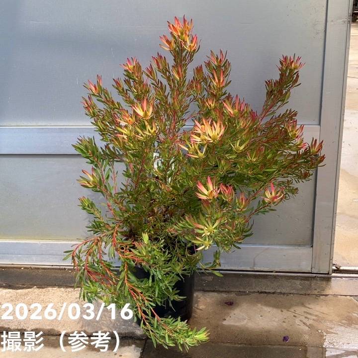 お買い得 現品お届け】リューカデンドロン ゾーイ 7号｜花木10-TU