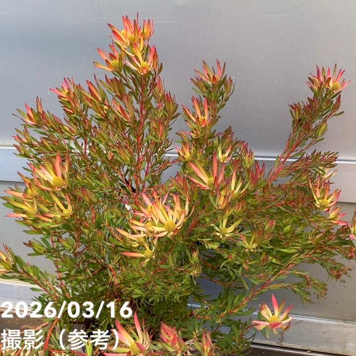 お買い得 現品お届け】リューカデンドロン ゾーイ 7号｜花木10-TU