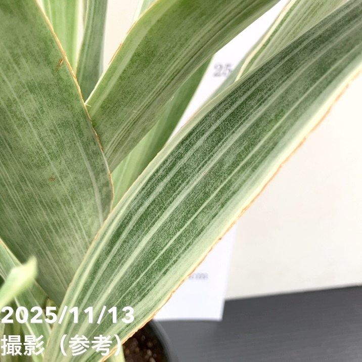 サンスベリア 5号 シルバーフォックス Silver fox プラ鉢｜観葉02-D2