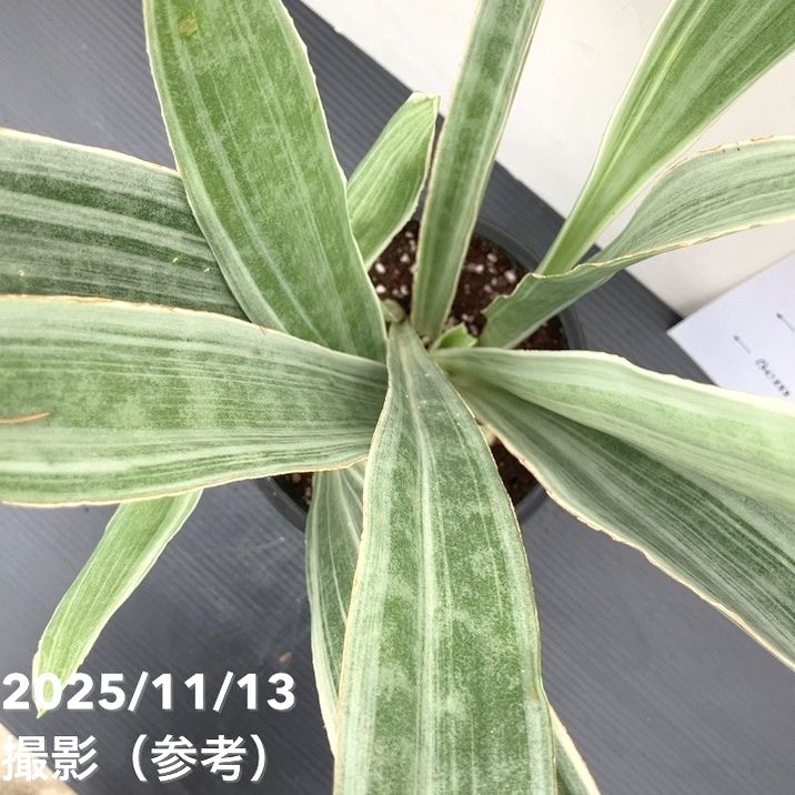 サンスベリア 5号 シルバーフォックス Silver fox プラ鉢｜観葉02-D2