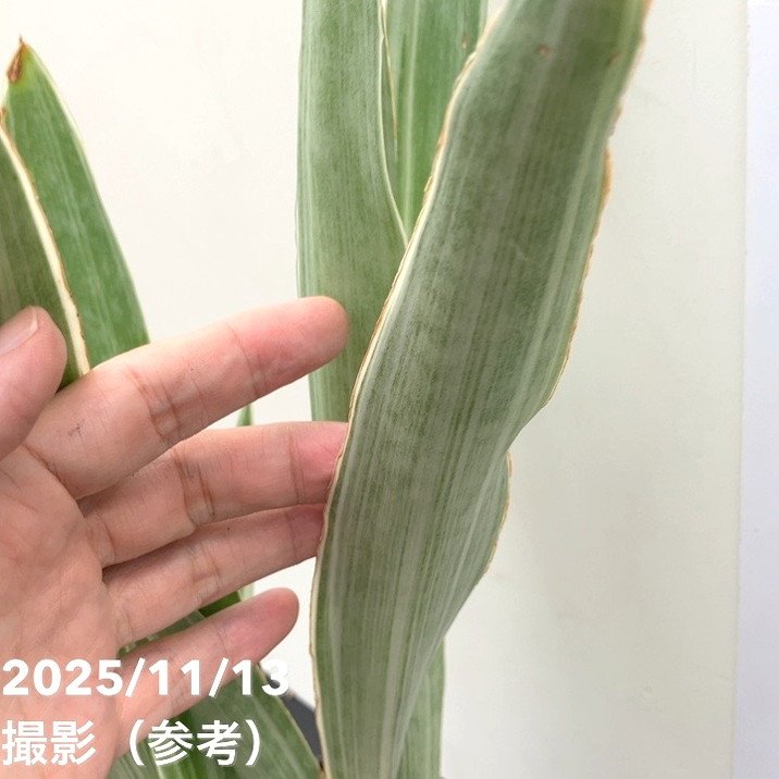 サンスベリア 5号 シルバーフォックス Silver fox プラ鉢｜観葉02-D2