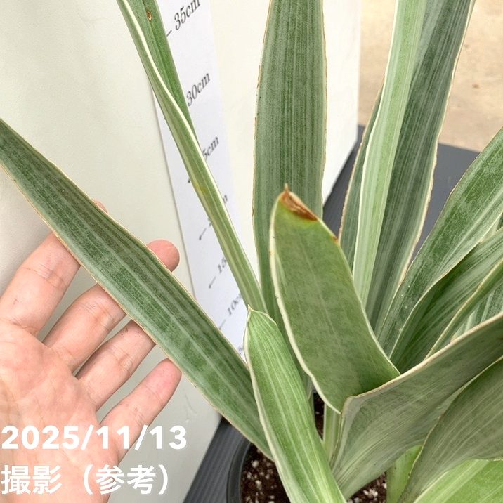 期間限定10％OFF！】サンスベリア 5号 シルバーフォックス Silver fox