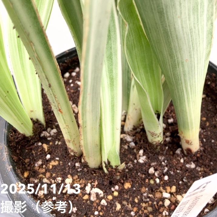 サンスベリア 5号 シルバーフォックス Silver fox プラ鉢｜観葉02-D2