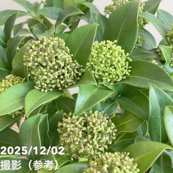 ミヤマシキミ（スキミア）ホワイトグローブ 5号｜花木04-PA | 花木