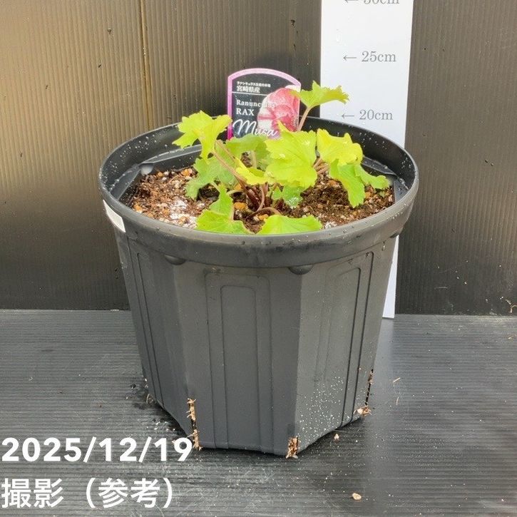 ラナンキュラス ラックス 8号 ムーサ｜草花10-TU | 草花