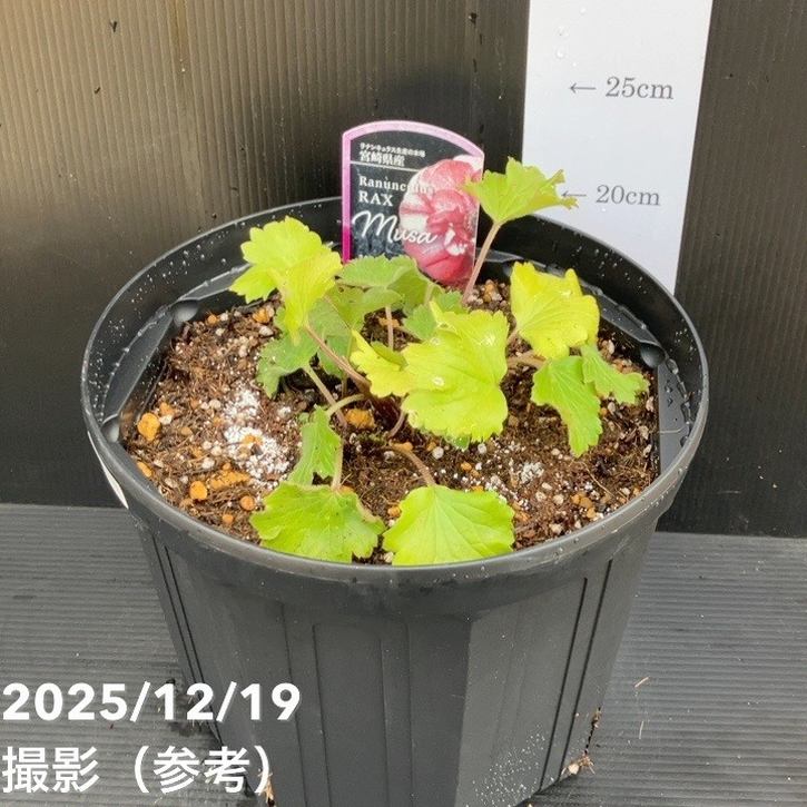 ラナンキュラス ラックス 8号 ムーサ｜草花10-TU | 草花