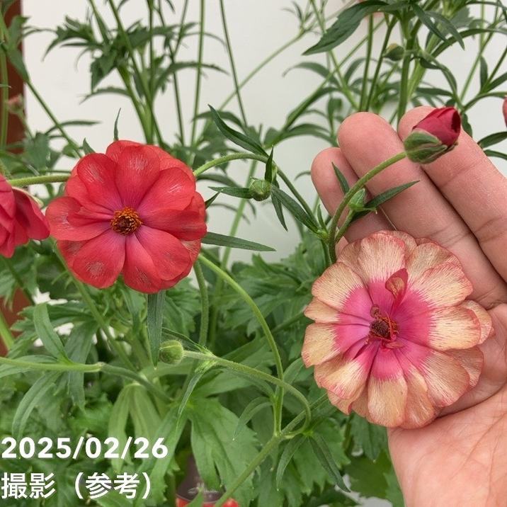 専用商品　ラナンキュラスラックス　8種セット② ラナンキュラス ラックス 8号 ムーサ｜草花10-TU | 草花