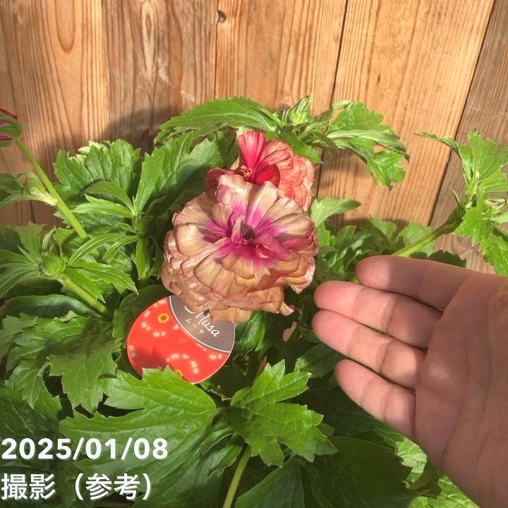 ラナンキュラス ラックス 8号 ムーサ｜草花10-TU | 草花