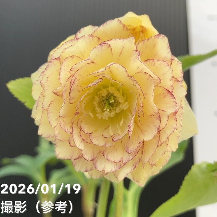 一点物】加藤農園 多弁クリスマスローズ アフロディーテ 4.5号（KT1