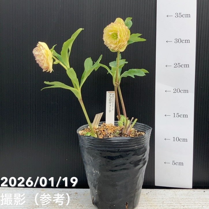 クリスマスローズ　認定アフロディーテ多弁　加藤農園 希少‼️③加藤農園さんの多弁クリスマスローズ アフロディーテ八重咲