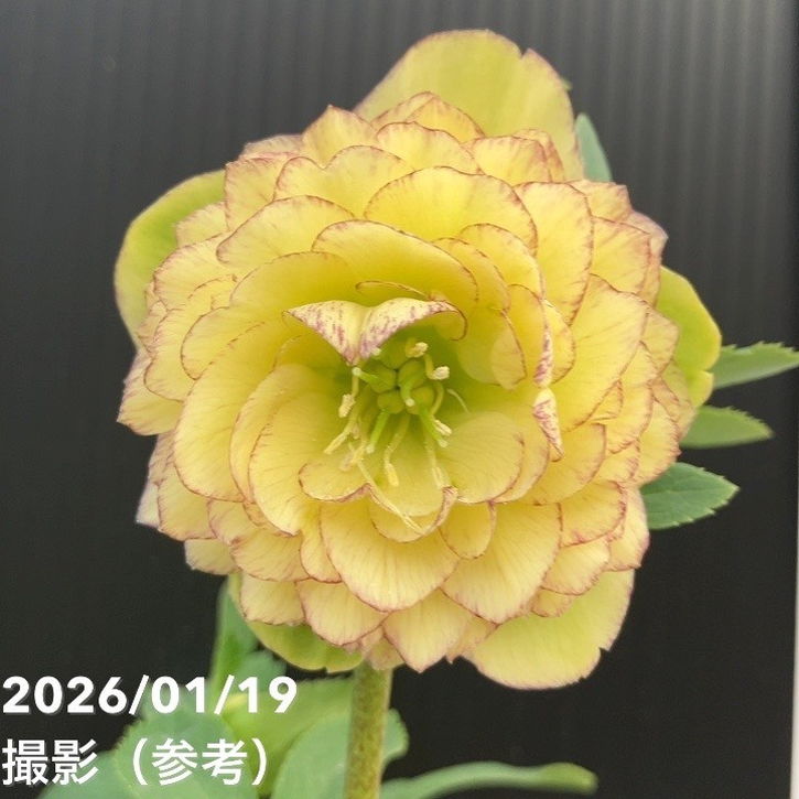 一点物】加藤農園 多弁クリスマスローズ アフロディーテ 4.5号（KT1