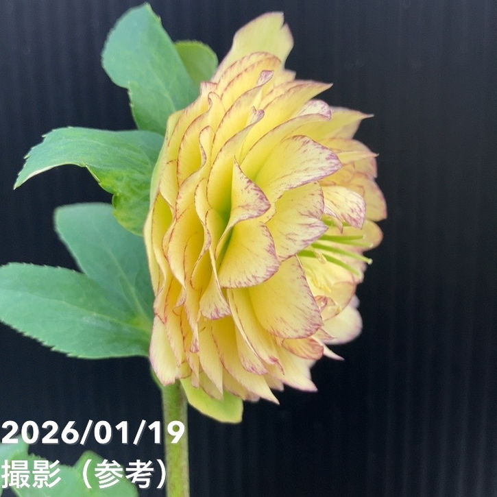 一点物】加藤農園 多弁クリスマスローズ アフロディーテ 4.5号（KT1