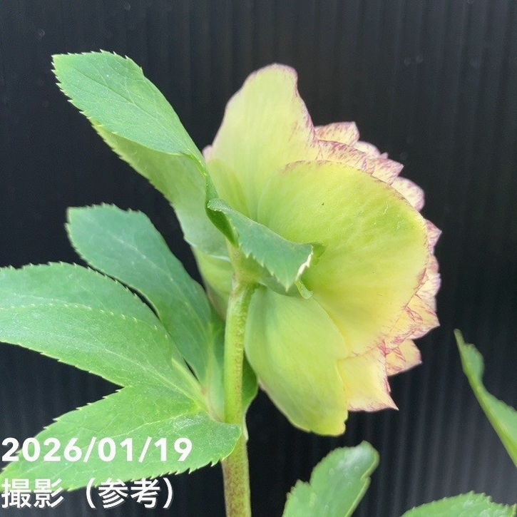 一点物】加藤農園 多弁クリスマスローズ アフロディーテ 4.5号（KT1