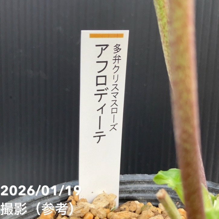 一点物】加藤農園 多弁クリスマスローズ アフロディーテ 4.5号（KT1