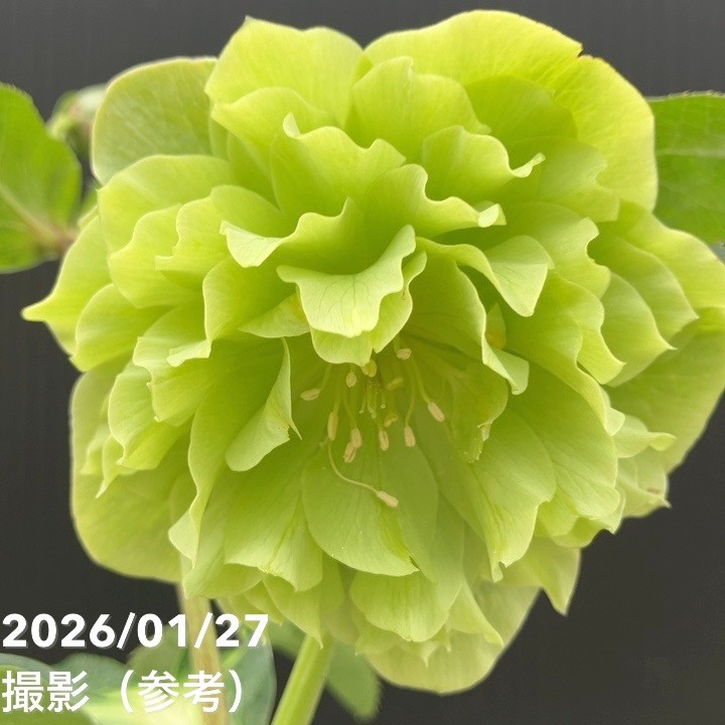 一点物】横山園芸 クリスマスローズ プリマドレス 4.5号（YK2）｜山野