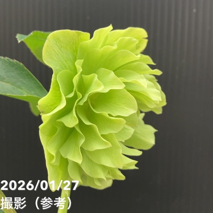 一点物】横山園芸 クリスマスローズ プリマドレス 4.5号（YK2）｜山野