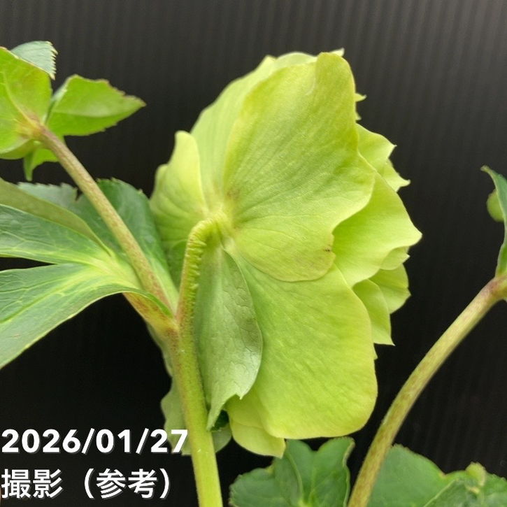 一点物】横山園芸 クリスマスローズ プリマドレス 4.5号（YK2）｜山野