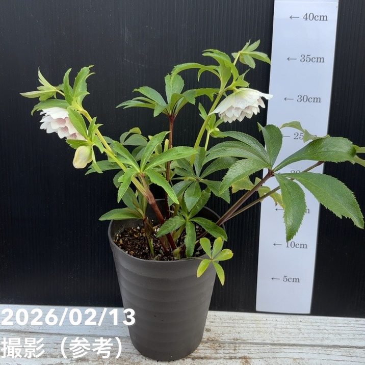 一点物】広瀬園芸 クリスマスローズ 4.5号（HR24）｜山野04-PA | 草花