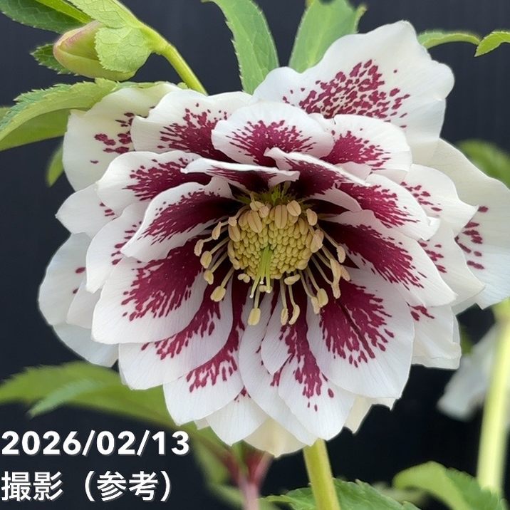 一点物】広瀬園芸 クリスマスローズ 4.5号（HR24）｜山野04-PA | 草花