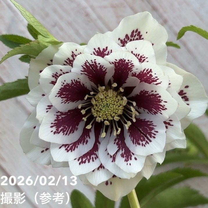 一点物】広瀬園芸 クリスマスローズ 4.5号（HR24）｜山野04-PA | 草花