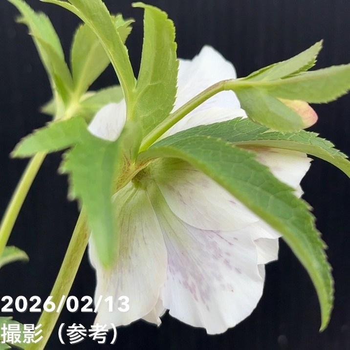 一点物】広瀬園芸 クリスマスローズ 4.5号（HR24）｜山野04-PA | 草花