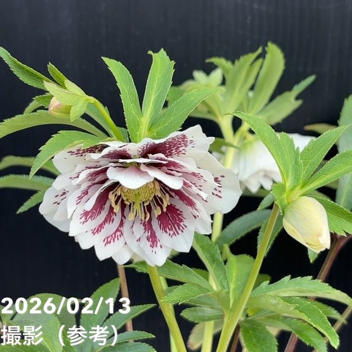 一点物】広瀬園芸 クリスマスローズ 4.5号（HR24）｜山野04-PA | 草花