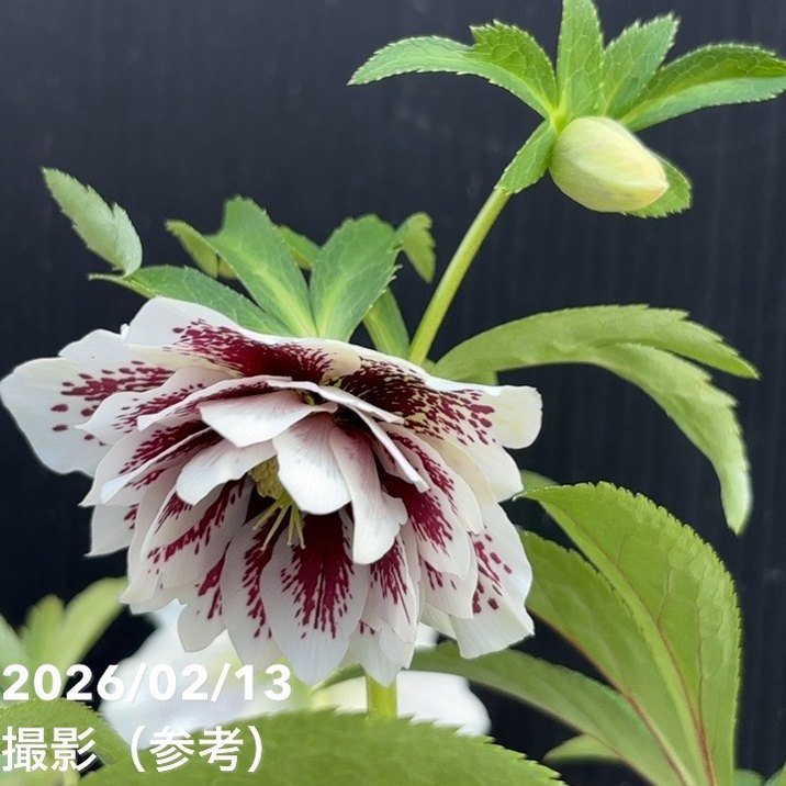 一点物】広瀬園芸 クリスマスローズ 4.5号（HR24）｜山野04-PA | 草花