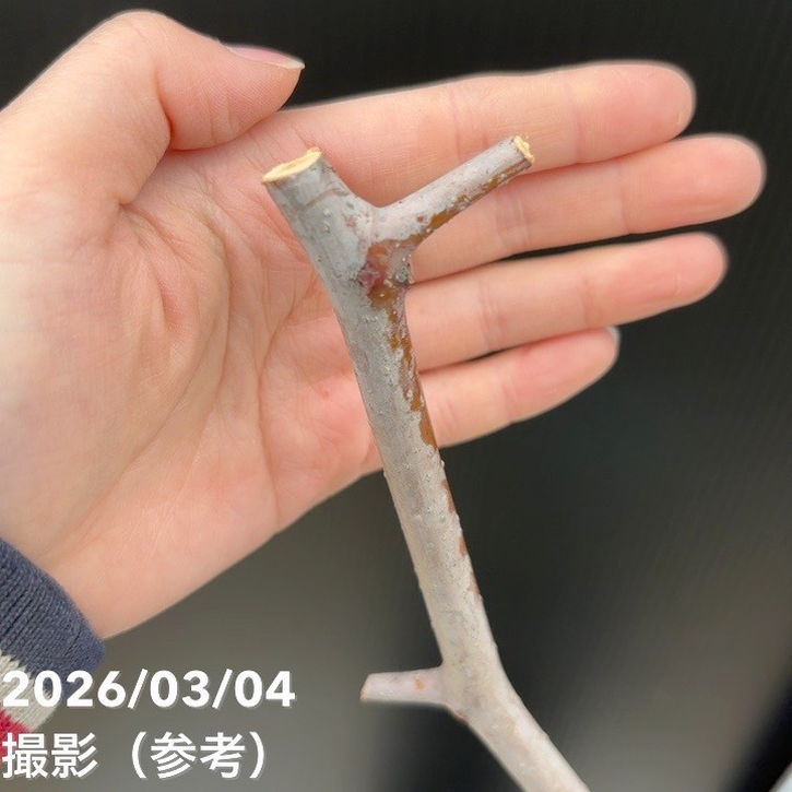 大実ナツメ 皇帝 5号ロングポット 1年生 接木苗｜果樹04-PA | 果樹