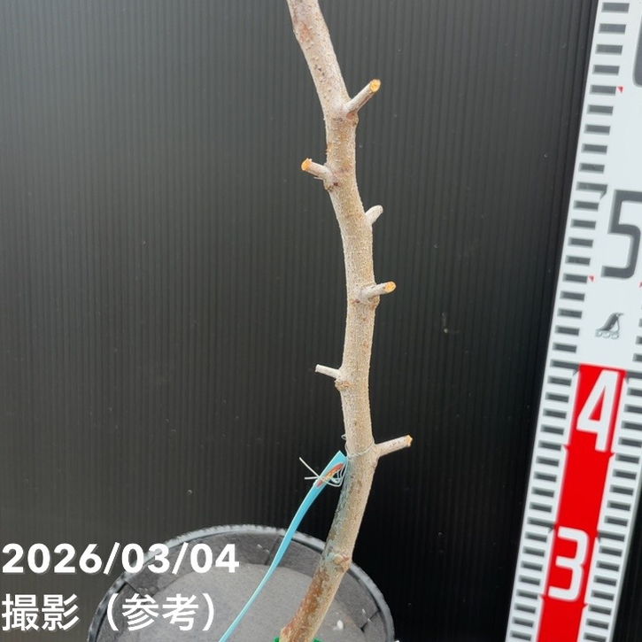 大実ナツメ 皇帝 5号ロングポット 1年生 接木苗｜果樹04-PA | 果樹