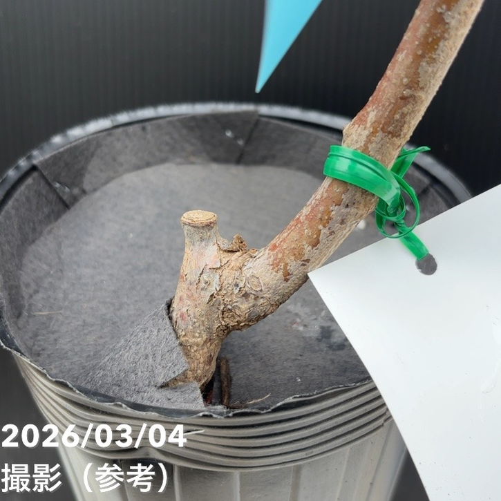 大実ナツメ 皇帝 5号ロングポット 1年生 接木苗｜果樹04-PA | 果樹