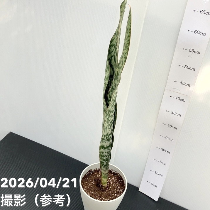 サンスベリア 5号 アブリティアナ プラ鉢|観葉02-D2