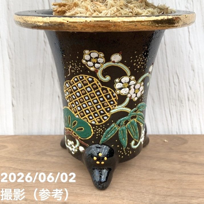現品お届け】豊明園 万年青 オモト 鶴の舞 × 月光丸（つるのまい