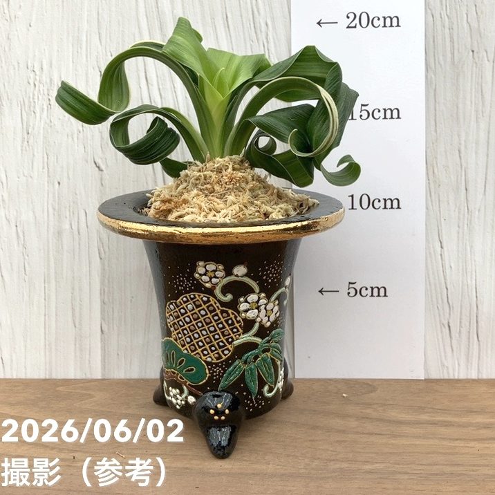 現品お届け】豊明園 万年青 オモト 鶴の舞 × 月光丸（つるのまい