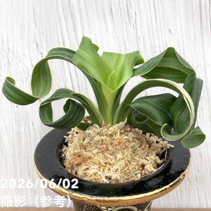 現品お届け】豊明園 万年青 オモト 鶴の舞 × 月光丸（つるのまい