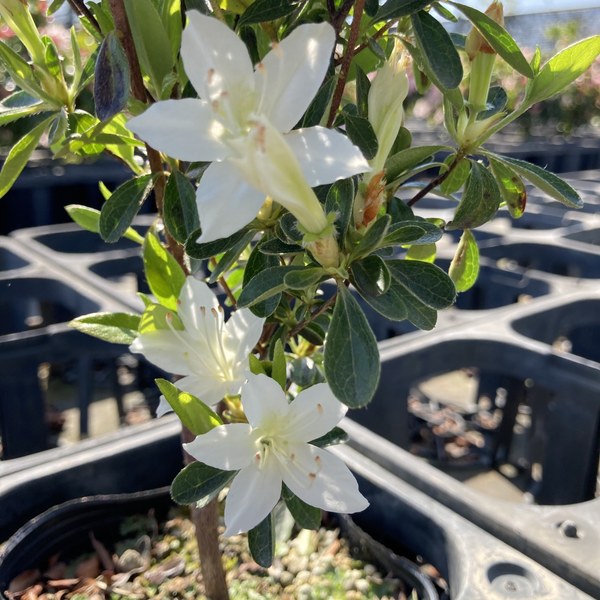 ツツジ 久留米ツツジ 白妙 4号×3株セット｜花木10-AK | 花木・庭木