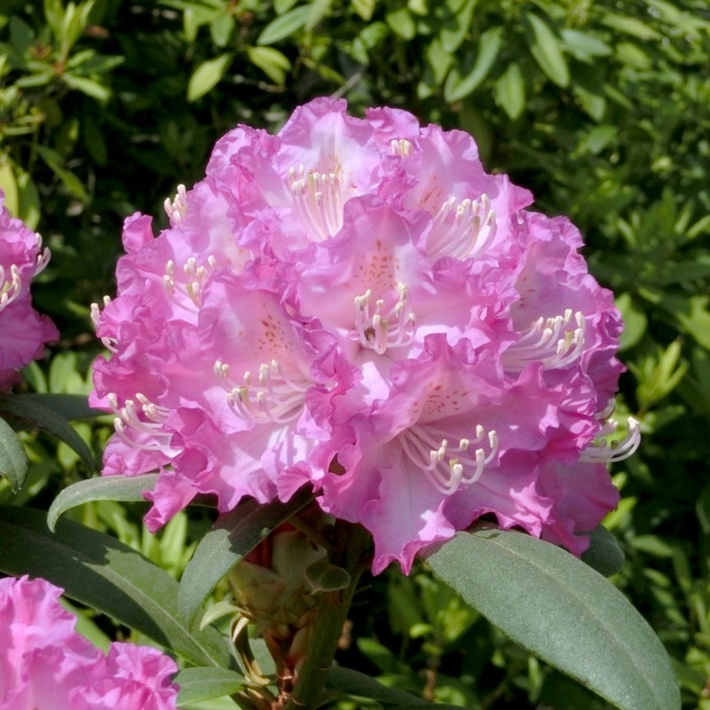 【数量限定】シャクナゲ スーパーローディー 6号 シュシュ|花木01-D1