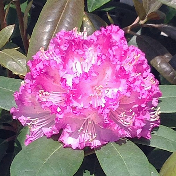 【数量限定】シャクナゲ スーパーローディー 6号 シュシュ|花木01-D1