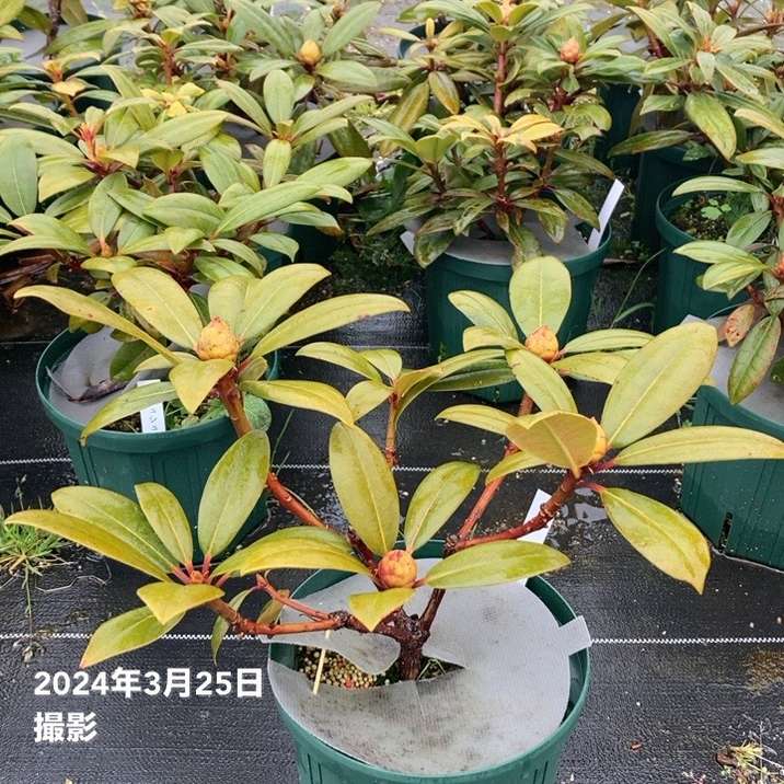 【数量限定】シャクナゲ スーパーローディー 6号 シュシュ|花木01-D1