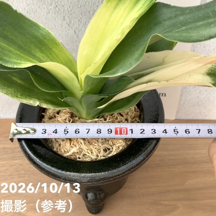 秋セール10%OFF！11/1まで】【現品お届け】豊明園 万年青 オモト 福の