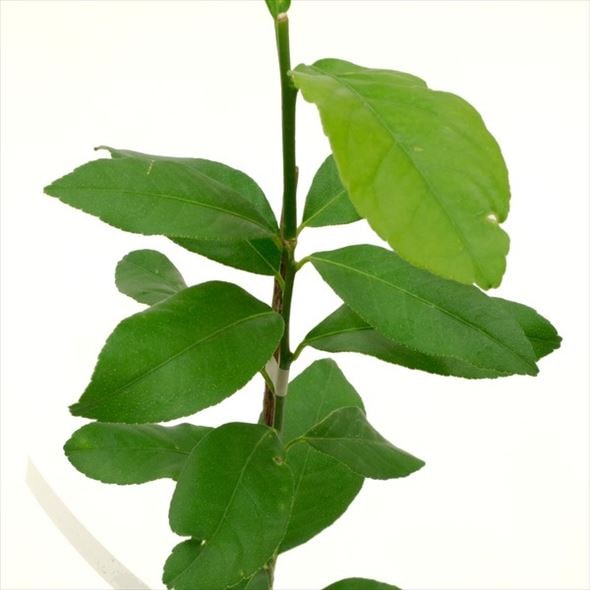 レモン トゲの少ないレモン ビアフランカレモン 4号|柑橘|果樹10-TU