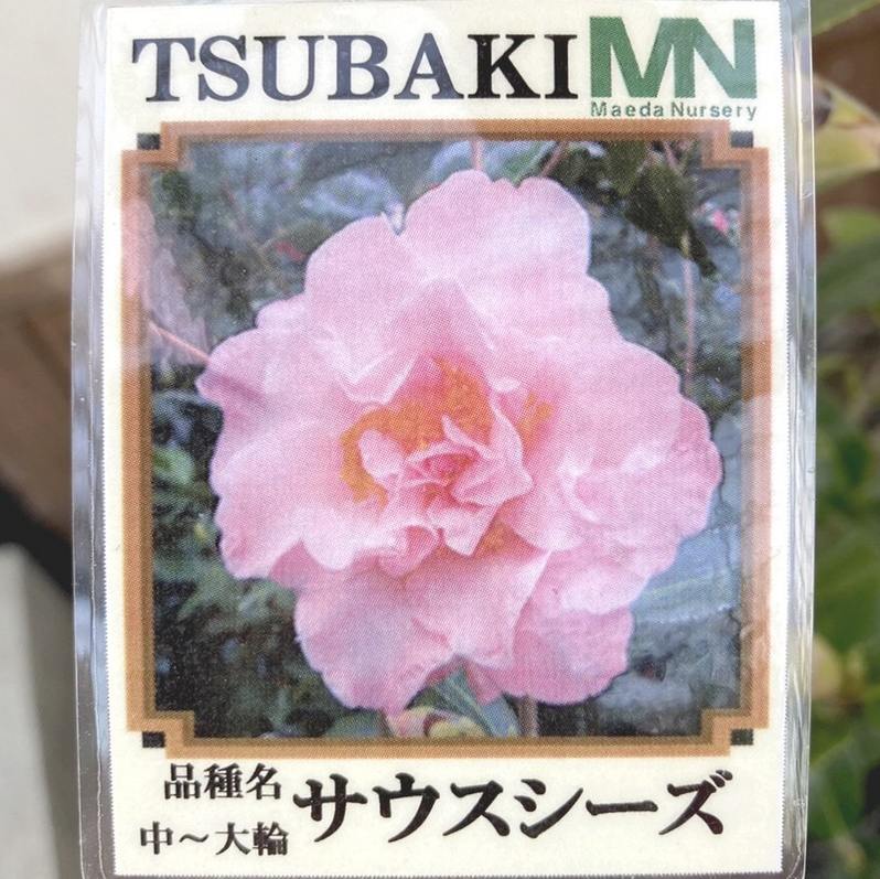 椿 ツバキ 4号 サウスシーズ［こだわりの前田ナーセリー苗］｜花木04