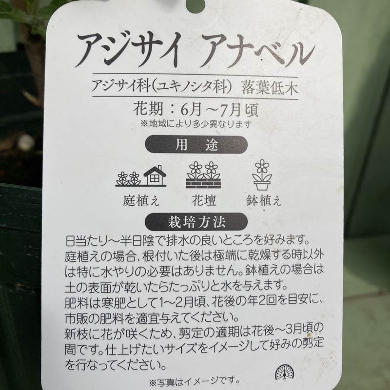 景色の変化も長く楽しめる！アジサイ アナベル 6号｜花木04-PA | 花木