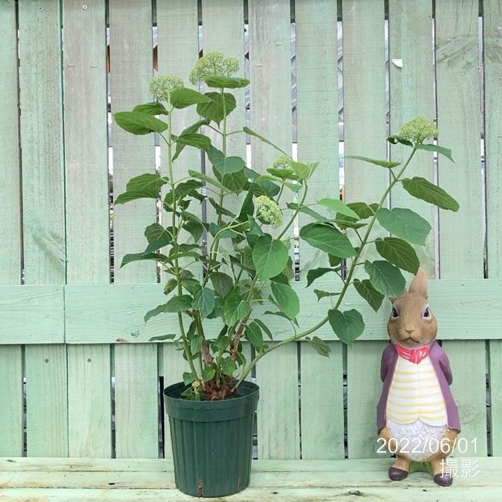 aa＊ページ 忍者AdMaxの貼り方】広告枠の作り方｜PC編｜ヘルプ｜忍者AdMax